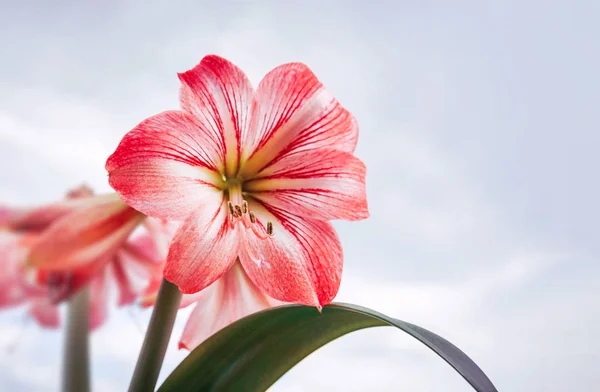Amaryllis Çiçekler Kırmızı Büyük Amaryllis Çiçek Kopya Alanı Ile Bulutlu — Stok fotoğraf