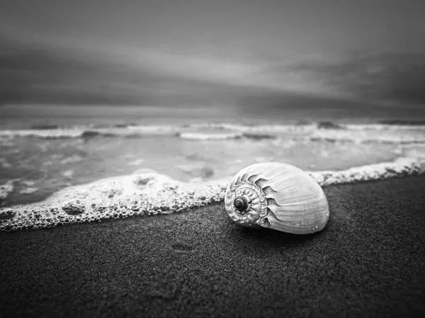 曇りの天候で砂浜で貝殻の自然な背景を黒と白 浅い被写し界深度 — ストック写真