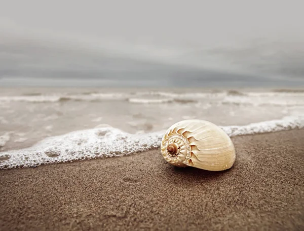 Естественный Фон Раковиной Песчаном Пляже Облачную Погоду Shallow Dof — стоковое фото
