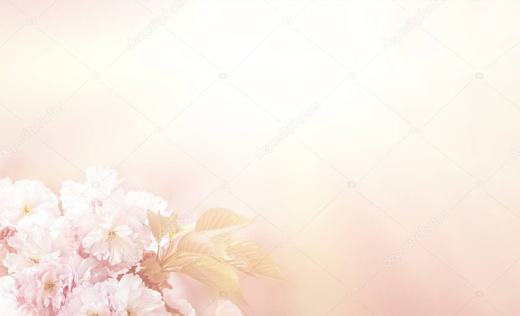 Beautiful Flowers Border. Soft focus image of Sakura cherry flower blossom in light tonality. Floral design with copy space