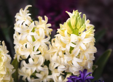 Sümbül çiçek çiçeklenme ilkbahar yumuşak odak resim. Güzel renkli sümbül Grup