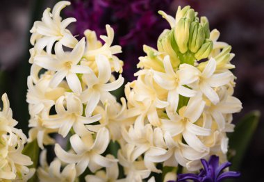 Sümbül çiçek çiçeklenme ilkbahar yumuşak odak resim. Sarı sümbül çiçeği. 