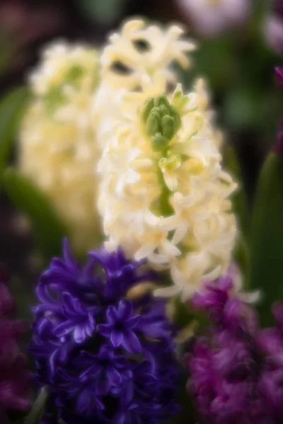 Sümbül Çiçek Çiçeklenme Ilkbahar Yumuşak Odak Resim Güzel Renkli Sümbül — Stok fotoğraf