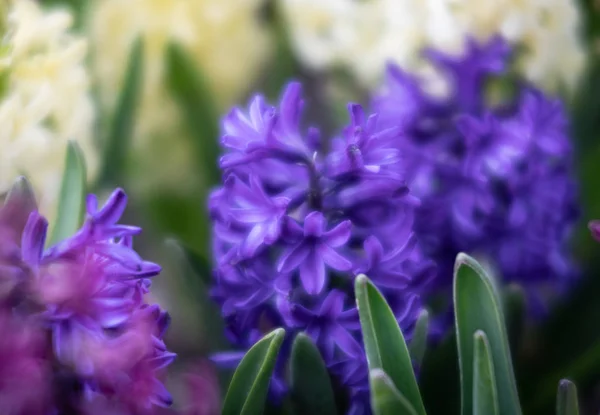 Rozostřený Obraz Hyacintům Kvetoucí Jaře Skupina Krásné Vícebarevné Hyacinty — Stock fotografie