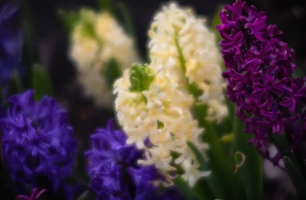 Imagen Enfoque Suave Flores Jacinto Floreciendo Primavera Grupo Hermosos Jacintos — Foto de Stock