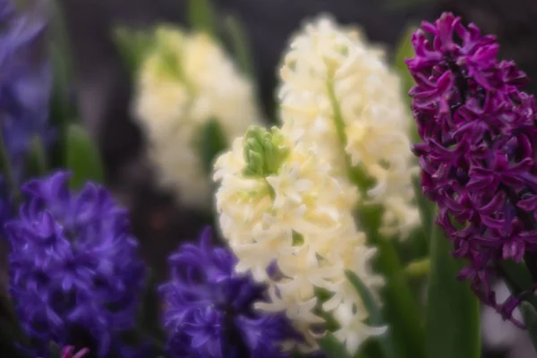 Mjukt Fokus Bild Hyacint Blommor Som Blommar Våren Grupp Vackra — Stockfoto