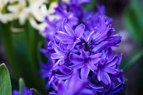 Mjukt Fokus Bild Hyacint Blommor Som Blommar Våren Violet Hyacinth — Stockfoto