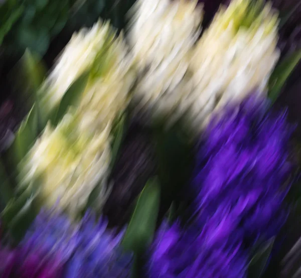 Hiacynty Zamazany Przez Ruch Nieostrość Obrazu Hiacynt Kwiaty Kwitnące Sezon — Zdjęcie stockowe