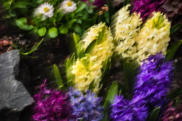 ヒヤシンスの動きによってぼやけての抽象的なイメージ ヒヤシンスの花が春に咲くのソフト フォーカス画像 美しい色とりどりのヒヤシンスのグループ — ストック写真