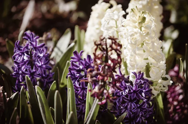 Mjukt Fokus Bild Hyacint Blommor Som Blommar Våren Grupp Vackra — Stockfoto