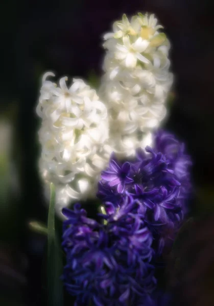 Мягкое Фокусное Изображение Гиацинтовых Цветов Цветущих Весной Группа Красивых Разноцветных — стоковое фото