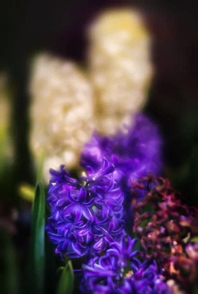 Rozostřený Obraz Hyacintům Kvetoucí Jaře Skupina Krásné Vícebarevné Hyacinty — Stock fotografie