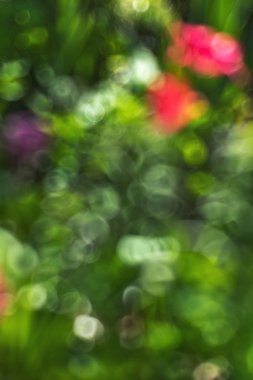 Doğal arka plan. Çiçekler güneş ışığı ışınlarının ufuk noktası olan soyut bulanık görüntü bir bahar bahçe. Bokeh arka plan. Tasarım öğesi