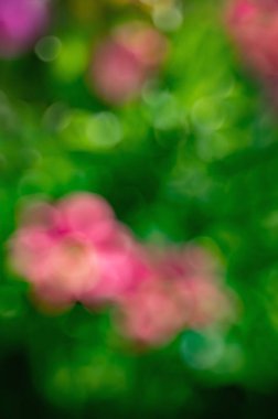 Doğal arka plan. Çiçekler güneş ışığı ışınlarının ufuk noktası olan soyut bulanık görüntü bir bahar bahçe. Bokeh arka plan. Tasarım öğesi