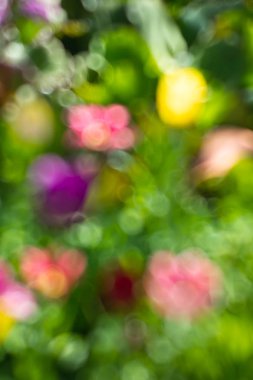 Doğal arka plan. Çiçekler güneş ışığı ışınlarının ufuk noktası olan soyut bulanık görüntü bir bahar bahçe. Bokeh arka plan. Tasarım öğesi