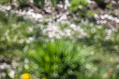 Doğal arka plan. Çiçekler güneş ışığı ışınlarının ufuk noktası olan soyut bulanık görüntü bir bahar bahçe. Bokeh arka plan. Tasarım öğesi