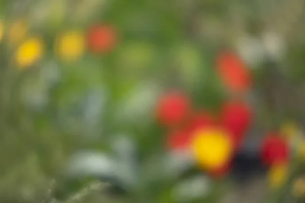 Přírodní Pozadí Abstraktní Rozostřený Obraz Jarní Zahrada Rozostřeného Skvrny Květin — Stock fotografie