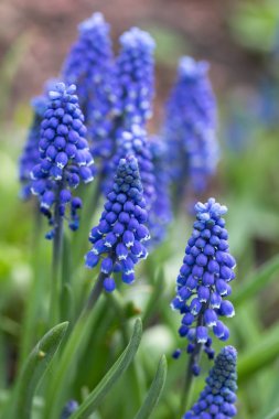 Bahar bahçesinde narin mavi muscari çiçekleri. Mavi çiçekler. Muscari ihmal. Üzüm sümbülü.