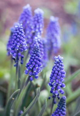 Bahar bahçesinde narin mavi muscari çiçekleri. Mavi çiçekler. Muscari ihmal. Üzüm sümbülü.