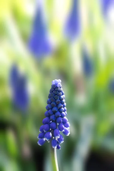 Tender Blå Muscari Blommor Vår Trädgård Blå Blommor Muscari Vanvård — Stockfoto