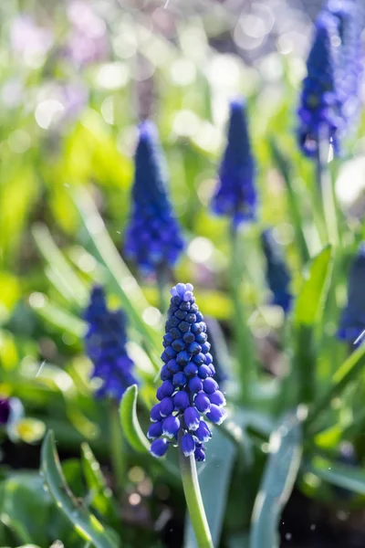 Tender Blå Muscari Blommor Vår Trädgård Blå Blommor Muscari Vanvård — Stockfoto