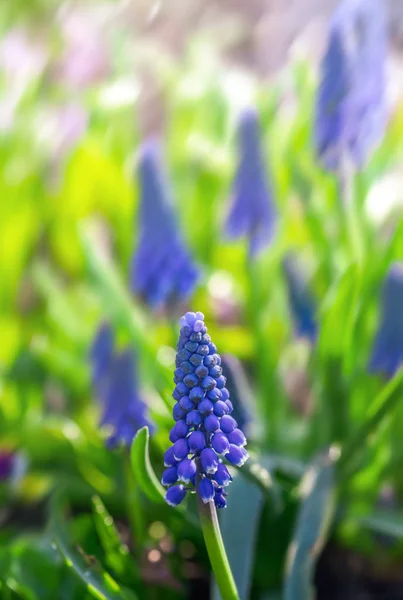 Tender blue muscari flowers in spring garden. Blue flowers. Muscari neglectum. Grape hyacinth.