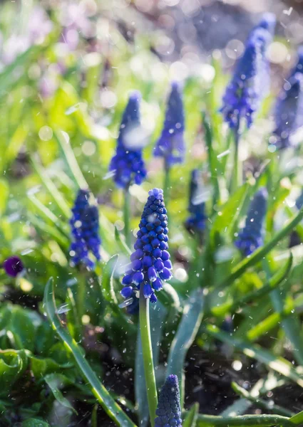 정원에서 부드러운 Muscari 꽃입니다 Muscari Neglectum입니다 레이프 — 스톡 사진