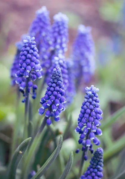 Tender Blå Muscari Blommor Vår Trädgård Blå Blommor Muscari Vanvård — Stockfoto