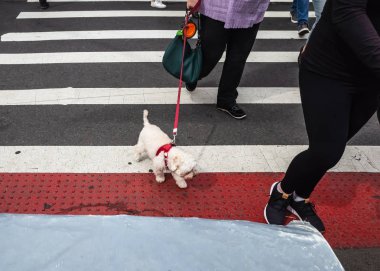 New York, ABD - Eyl 24, 2018: Manhattan sokak sahne. Hayvanlar ve onların mülkiyet büyük şehrin sokaklarında. Köpekler NYC Manhattan sokaklarında