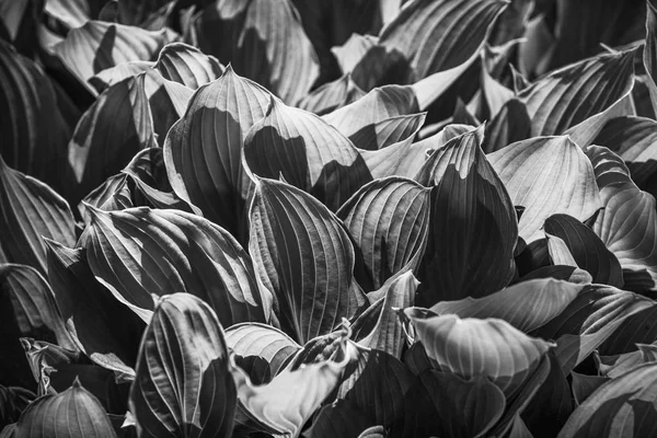 Black White Soft Focus Image Large Leaves Natural Texture Background — Stock Photo, Image