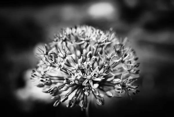 Чорно Біла Крупним Планом Фотографія Цвітіння Альянсу Квітучий Декоративний Лук — стокове фото