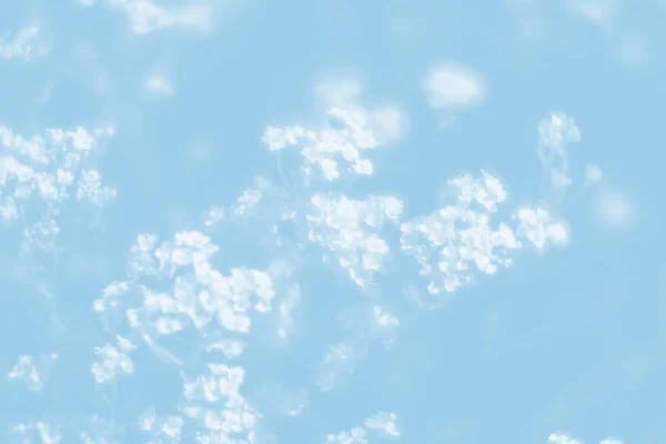 Natürlicher Hintergrund Hellblauer Tonalität Weichzeichner Bild Von Aurinia Saxatilis Blüten — Stockfoto