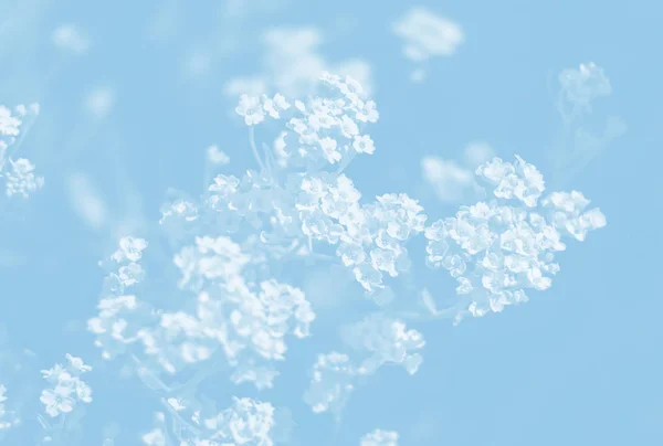 Naturlig Bakgrund Ljus Blå Tonalitet Mjukt Fokus Bild Aurinia Saxatilis — Stockfoto