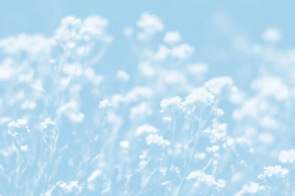 Naturlig Bakgrund Ljus Blå Tonalitet Mjukt Fokus Bild Aurinia Saxatilis — Stockfoto