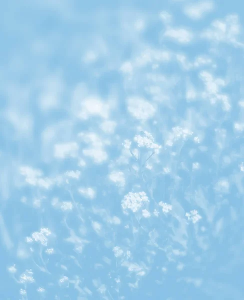 Naturlig Bakgrund Ljus Blå Tonalitet Mjukt Fokus Bild Aurinia Saxatilis — Stockfoto