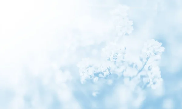 Natural Background Light Blue Tonality Soft Focus Image Aurinia Saxatilis — Stock Photo, Image