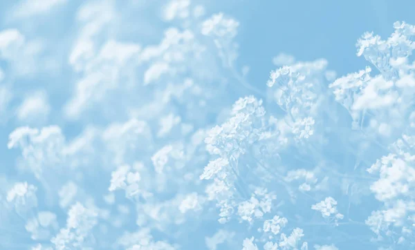 Естественный Фон Светло Голубой Тональности Мягкое Фокусное Изображение Цветов Саксатилиса — стоковое фото