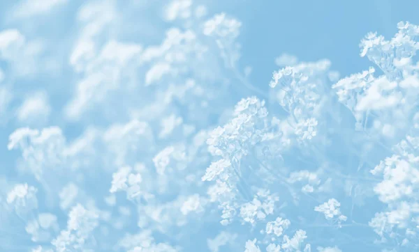 Naturlig Bakgrund Ljus Blå Tonalitet Mjukt Fokus Bild Aurinia Saxatilis — Stockfoto