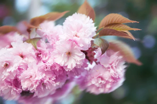 Rozostřený Obraz Třešňový Květ Květ Jaře Sakura — Stock fotografie