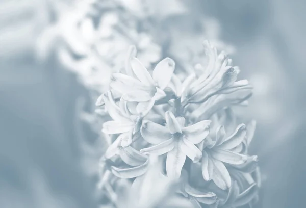 Weichzeichnerbild Von Hyazinthenblüten Die Frühling Blühen Hyazinthenblüte Bild Hellblauer Tonalität — Stockfoto