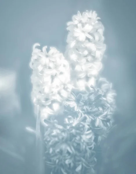 Imagen Enfoque Suave Flores Jacinto Floreciendo Primavera Grupo Hermosos Jacintos — Foto de Stock