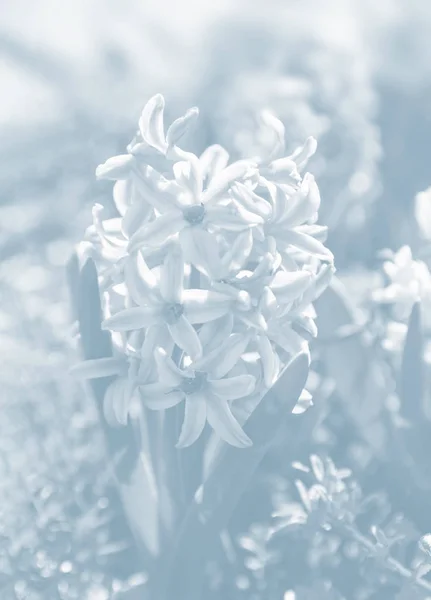 Soft Focus Image Hyacinth Flowers Blooming Springtime Blue Hyacinth Blossom — Stock Photo, Image