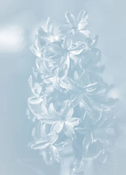 Weichzeichnerbild Von Hyazinthenblüten Die Frühling Blühen Violette Hyazinthe Mit Wassertropfen — Stockfoto