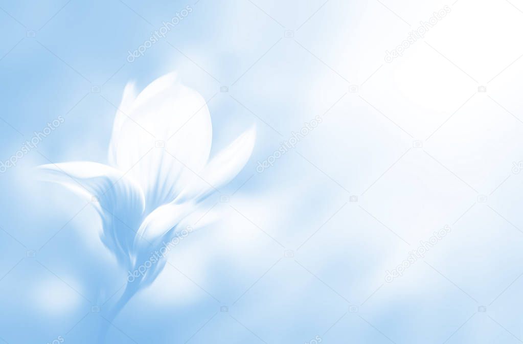 Soft focus image of blossoming magnolia flower in spring time with copyspace. Abstract blurred flowers. Intentional motion blur. Nature background in light blue tonality.