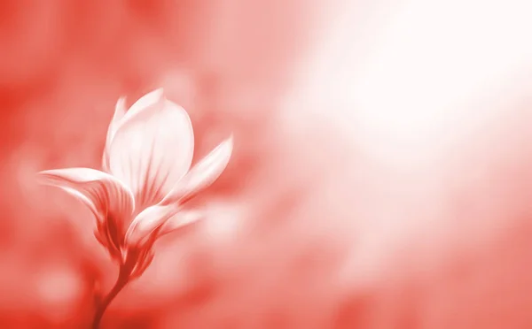 具有复制空间的盛开的玉兰花在浅色色调中的软聚焦图像 抽象模糊的花朵 故意运动模糊 浅薄的多布 时尚生活珊瑚色的图像 — 图库照片