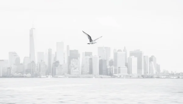 Svartvit Bild Måsen Flyger Mot Bakgrund Manhattan Mulen Dag — Stockfoto