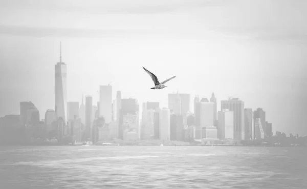 Mouette Volant Sur Fond Manhattan Par Temps Couvert — Photo