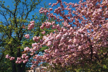 Kiraz ağacı çiçek. Sakura çiçekler. Kiraz çiçeği. Sakura Japon bahar çiçekleri. Pembe kiraz çiçekleri