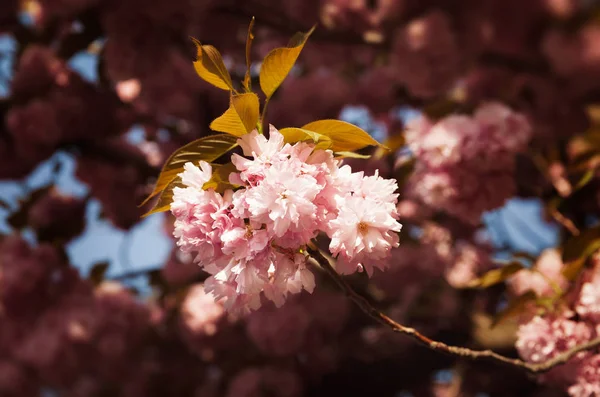 Ciliegio Fiore Fiori Sakura Fiore Ciliegio Sakura Fiori Primavera Giapponesi — Foto Stock