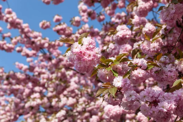 Niowego Drzewa Rozkwicie Sakura Kwiaty Kwiat Wiśni Sakura Japoński Wiosennych — Zdjęcie stockowe